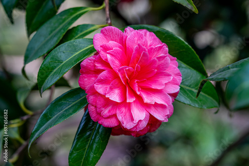Horizontal photo of a fully open pink camellia japonica flower between the stems and green leaves of its bush photo