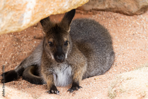Small kangaroo hiding under stones
