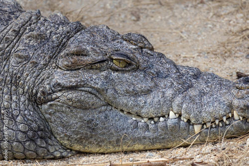 Alligator head detail on sand