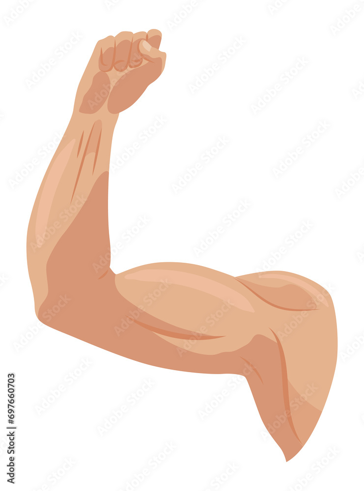 Male biceps muscles icons set. Sportsman arm with strong biceps. symbol of healthy power. Athletic body with tense muscles hand isolated onwhite background Male biceps muscles icons set. Sportsman arm with strong biceps. symbol of healthy power. Athletic body with tense muscles hand isolated onwhite background