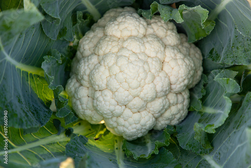 Fresh organic raw Cauliflower top view with green leaves  in the garden. Selective Focus
