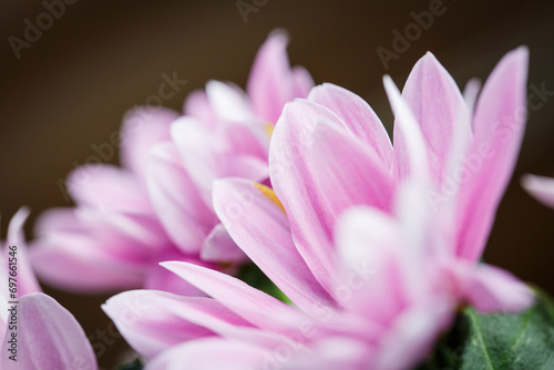 Beautiful pink chrysanthemum  pink chamomile