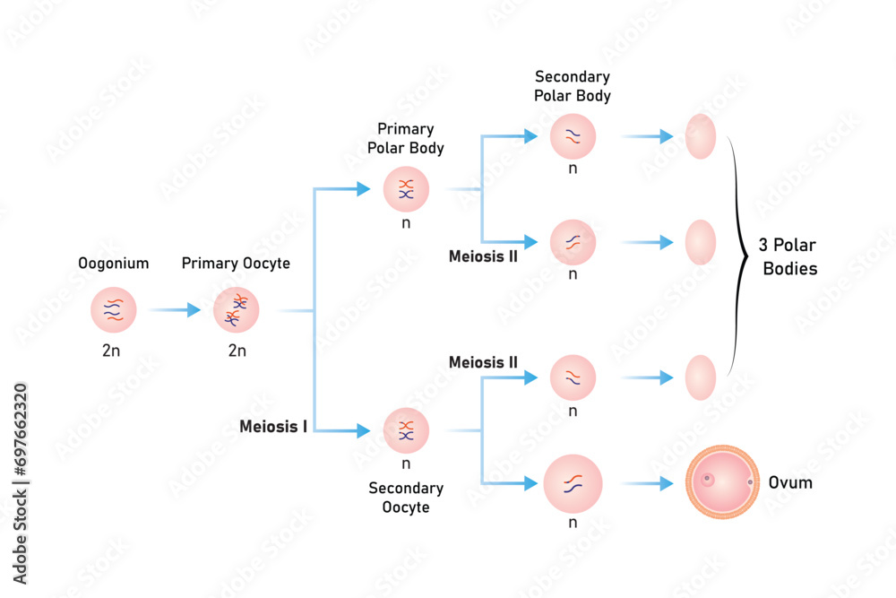Oogenesis Process Scientific Design. Vector Illustration. Oogenesis Process Scientific Design. Vector Illustration.