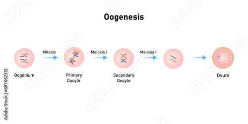Oogenesis Process Scientific Design. Vector Illustration.	