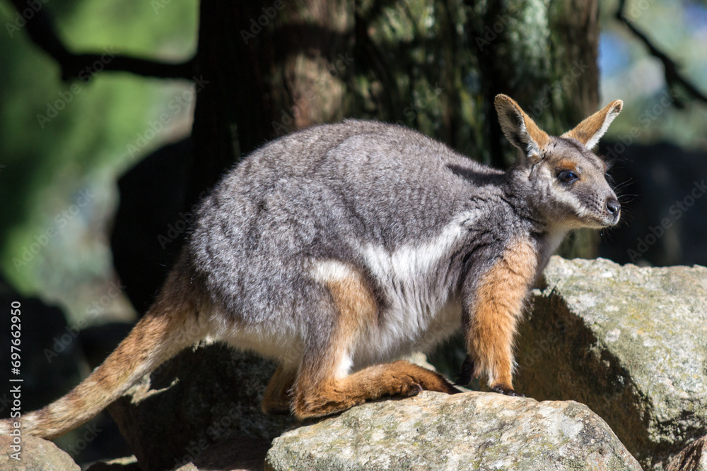 Fototapeta premium Yellow-footed Rock-wallaby standing on some rocks.