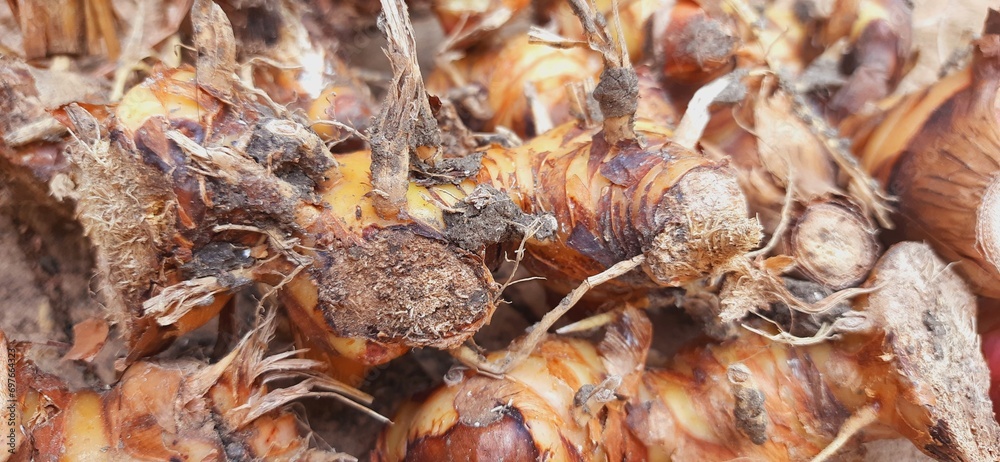 Fresh galangal or alpinia galanga or lengkuas rhizomes for seasoning food
