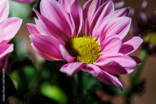 Beautiful pink chrysanthemum  pink chamomile