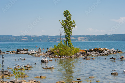 Lago di Bolsena, vegetazione costiera photo