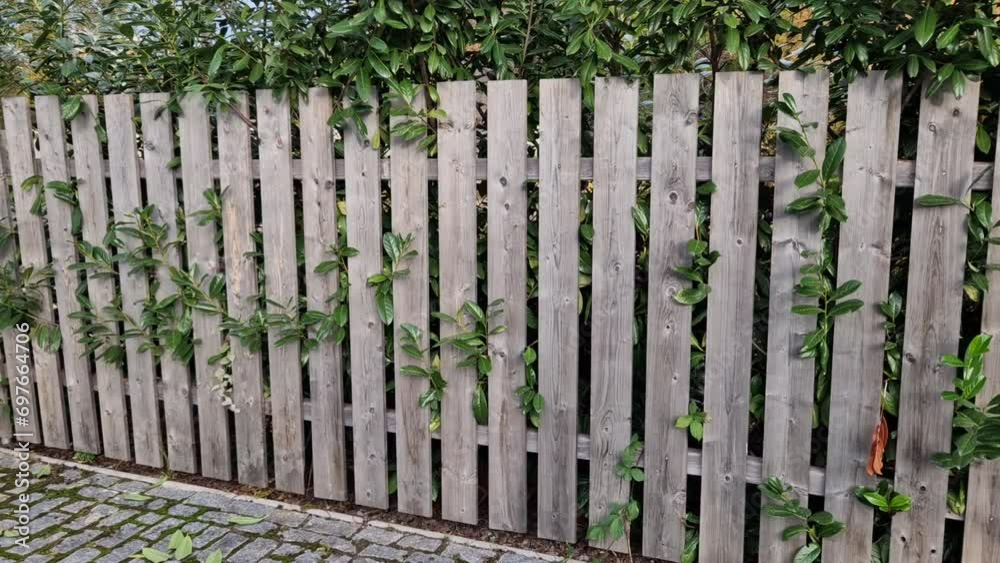 evergreen shrub in front of a fence of light wood planks will improve the opacity of the street. twigs crawl through the board. paved stone yard at entrance to the garden, parking evergreen shrub in front of a fence of light wood planks will improve the opacity of the street. twigs crawl through the board. paved stone yard at entrance to the garden, parking