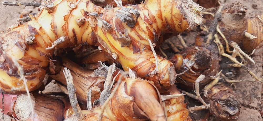 Fresh galangal or alpinia galanga or lengkuas rhizomes for seasoning food
