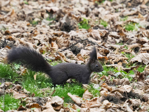 squirrel on the ground