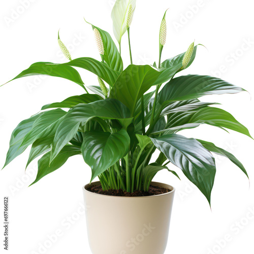 Spathiphyllum (Peace Lily) plant in transparent PNG format 