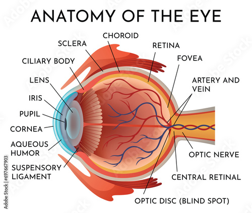 Human eye anatomy infographics with inside structure realistic vector poster illustration