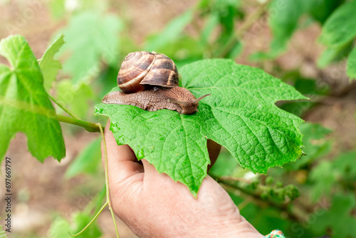 A grape snail crawls along a grape leaf on a vine. Garden pests