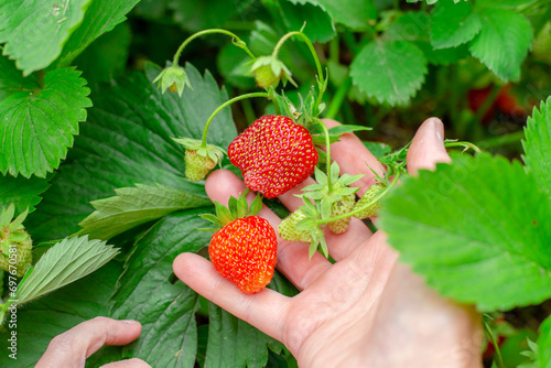 woman holds growing ripe strawberries in her hand in the garden. Berry harvest