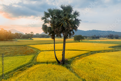 December 10, 2023: panoramic view of Ta Pa fields, An Giang province, Vietnam during the ripe rice season photo