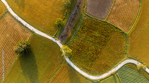 December 10, 2023: panoramic view of Ta Pa fields, An Giang province, Vietnam during the ripe rice season photo