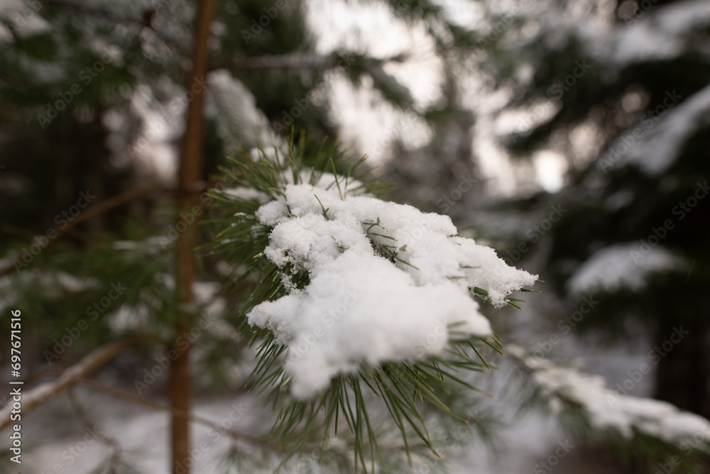 snowy tree branches, needles covered by a layer of snow, winter