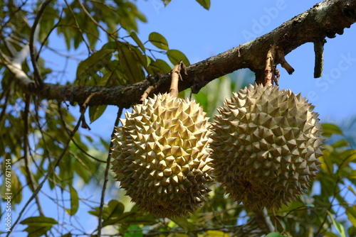 Durian is the name of a tropical plant originating from Southeast Asia, the name of its edible fruit. Durio is the name of the durian genus; belongs to the Malvaceae family. Helicteroideae.