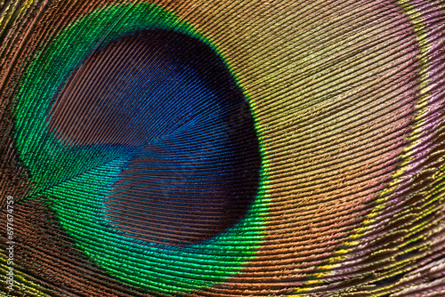 Closeup of the eye on peacock feathers