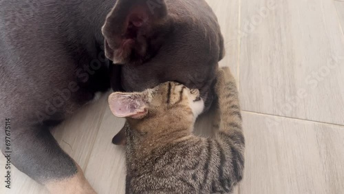 Wallpaper Mural A kitten licks a dog. The cat hugs the Dog and grooms his fur on the floor. Cat and dog close-up. A cute tabby kitten licks a French bulldog puppy. The kitten thoroughly washes its friend.  Torontodigital.ca