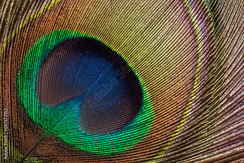 Closeup on the iridescent train of the peacock. Peacock Eye. Animal feather pattern