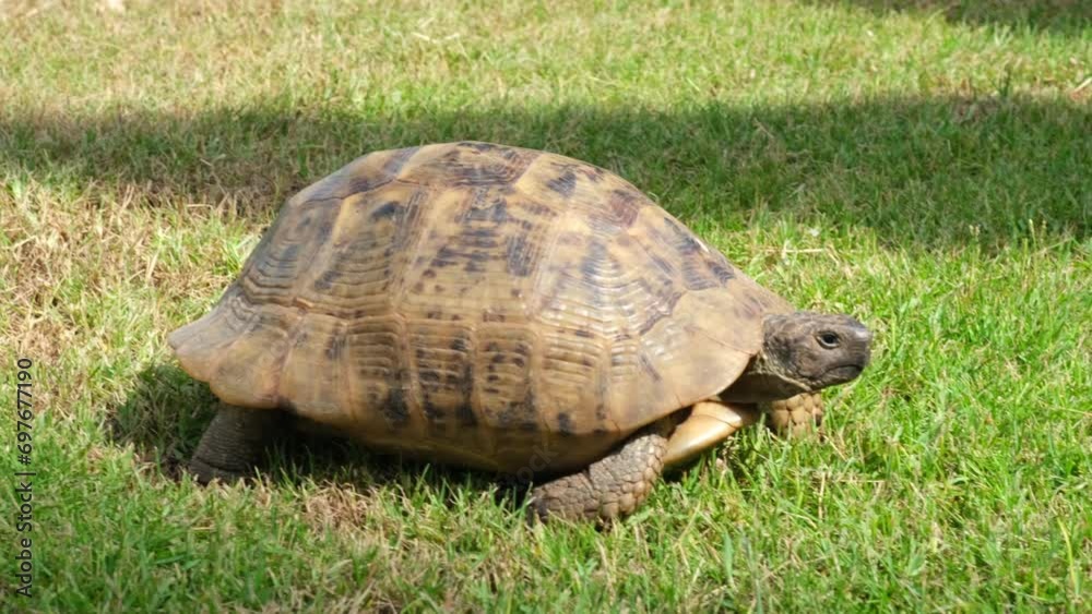 Turtle crawling in a garden. Slow motion Turtle crawling in a garden. Slow motion