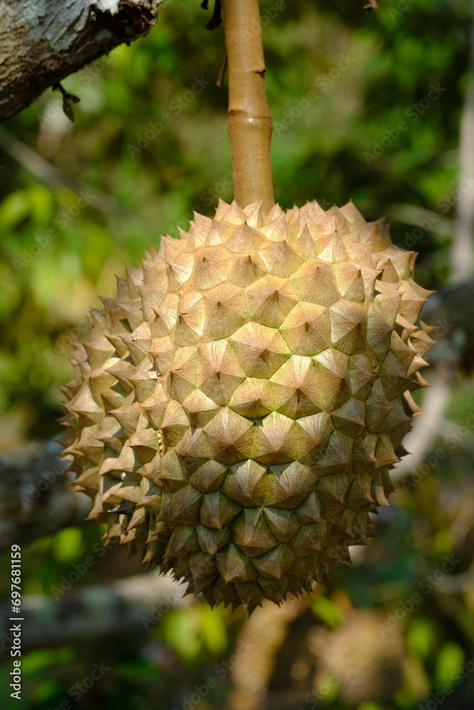 Durian is the name of a tropical plant originating from Southeast Asia, the name of its edible fruit. Durio is the name of the durian genus; belongs to the Malvaceae family. Helicteroideae.
