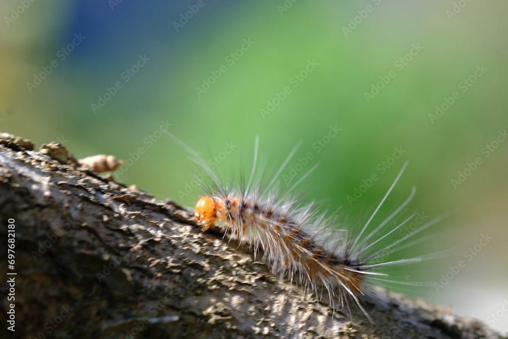 Hairy caterpillars walking on the branches of a durian tree. Hairy caterpillars walking on the branches of a durian tree.