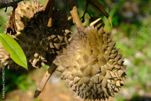 Durian is the name of a tropical plant originating from Southeast Asia, the name of its edible fruit. Durio is the name of the durian genus; belongs to the Malvaceae family. Helicteroideae. photo