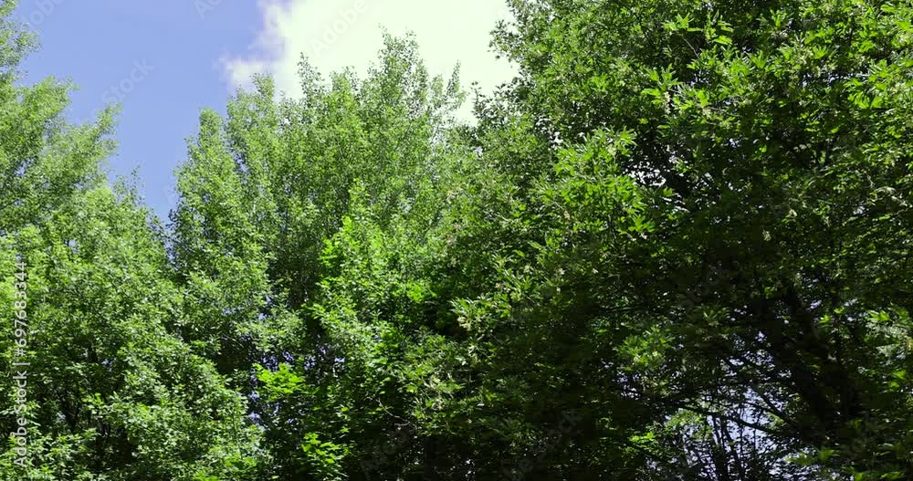 autumn changes on ash trees on a sunny day, beautiful changes in the color of ash foliage in the autumn season autumn changes on ash trees on a sunny day, beautiful changes in the color of ash foliage in the autumn season