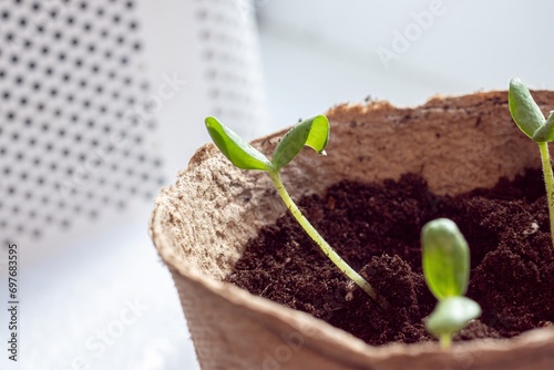 Zucchini seeding is transplanted into the ground after germination from seeds. Growing sustainable vegetables for vegans and vegetarians photo