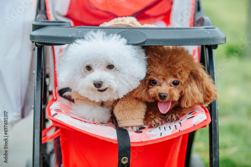 dog, poodle, pet, animal, white, cute, puppy, toy, grass, canine, breed, mammal, portrait, green, happy, small, little, brown, curly, young, pedigree, hair, funny, animals, domestic, white poodle pupp photo