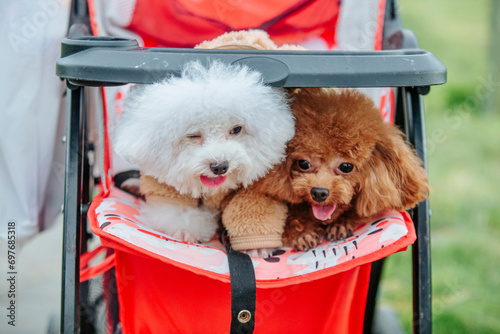 dog, poodle, pet, animal, white, cute, puppy, toy, grass, canine, breed, mammal, portrait, green, happy, small, little, brown, curly, young, pedigree, hair, funny, animals, domestic, white poodle pupp photo