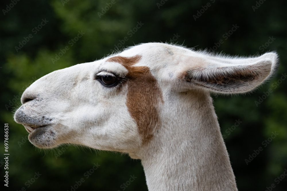 Obraz premium Lama head - llama detail on blurred green background