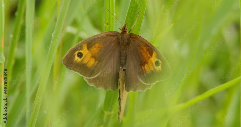 Extreme close up shot of a pair of meadow brown butterflies mating on green leaf Extreme close up shot of a pair of meadow brown butterflies mating on green leaf