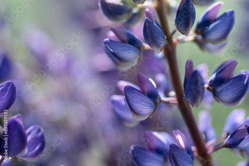 beautiful lupine flower background. extreme macro shot