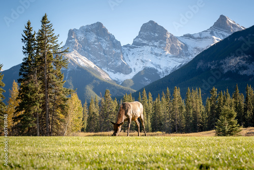 Female Elk ( Wapiti ) foraging on the grassland. Snow capped mountains in the background. The Three Sisters trio of peaks, Canadian Rockies. 