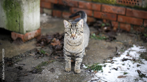 a gray tabby cat is sitting on the asphalt, a gray domestic cat, a young kitten is walking down the street. cat close-up, domestic animal