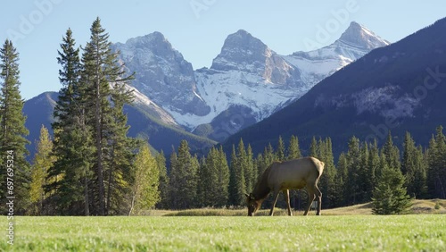 Female Elk ( Wapiti ) foraging on the grassland. Snow capped mountains in the background. The Three Sisters trio of peaks, Canadian Rockies. 
