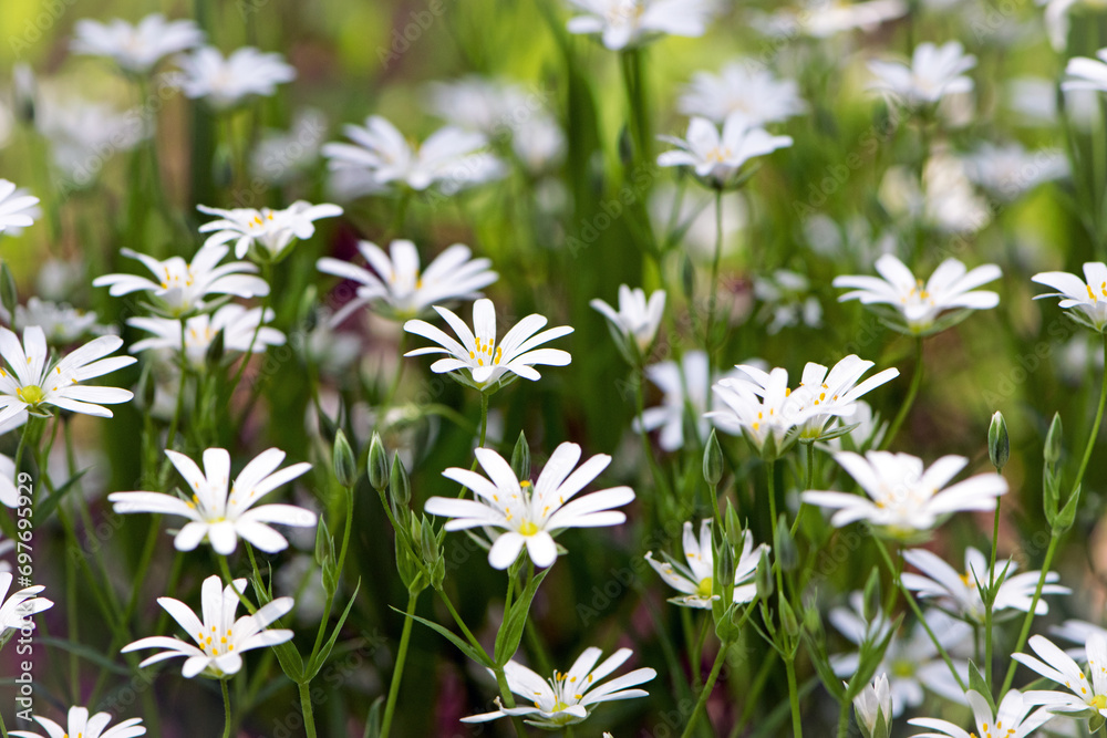 Stellaria holostea. delicate forest flowers of the chickweed, Stellaria holostea or Echte Sternmiere. floral background. white flowers on a natural green background. close-up Stellaria holostea. delicate forest flowers of the chickweed, Stellaria holostea or Echte Sternmiere. floral background. white flowers on a natural green background. close-up