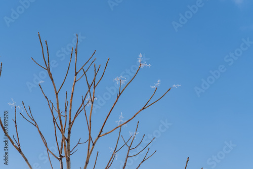 branches against blue sky in winter 