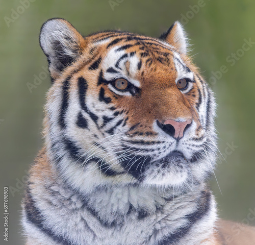 Close up view of a Siberian tiger  Panthera tigris altaica 