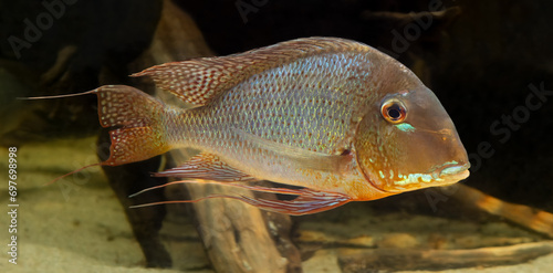 Close-up view of a Cichlid (Red-striped eartheater - Geophagus surinamensis) photo