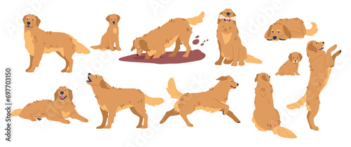 Golden Retriever In Different Poses. Friendly, Intelligent, Loyal Dog Breed Known For Its Beautiful Golden Coat