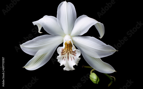 Nature plant orchid beauty flower blossom isolated blooming background white background petal