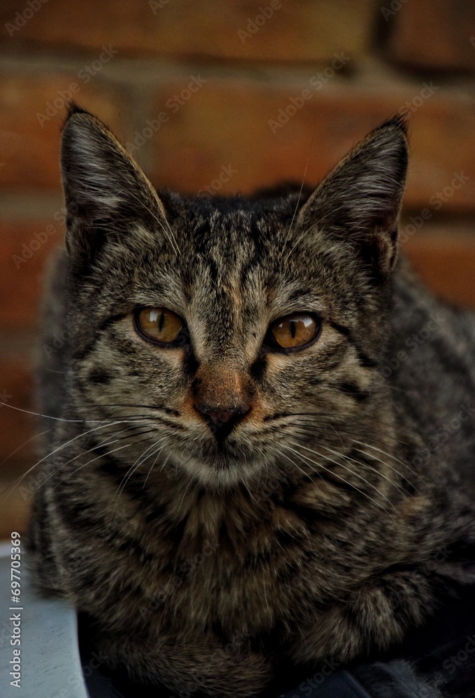 black cat portrait 