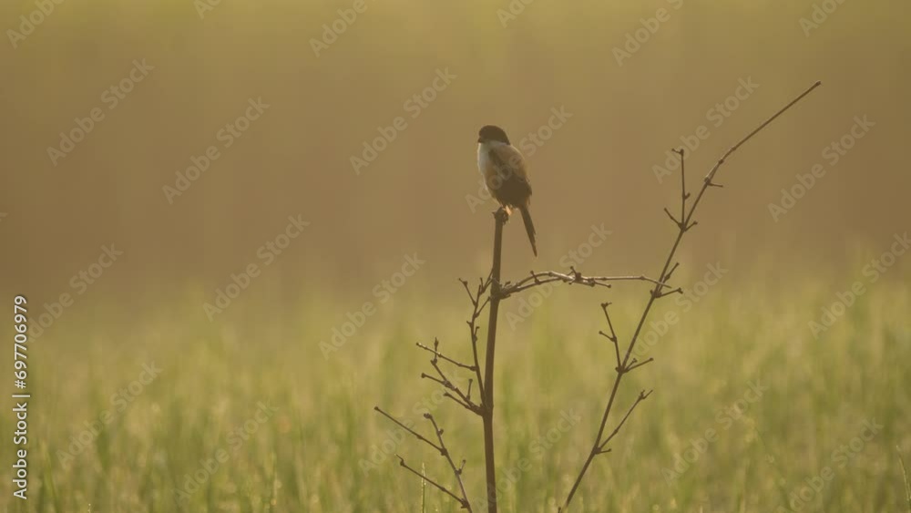 A Long-tailed shrike perched delicately beside paddy field in a foggy winter morning. This tranquil scene captures nature's harmony and the graceful elegance of wildlife in a serene moment A Long-tailed shrike perched delicately beside paddy field in a foggy winter morning. This tranquil scene captures nature's harmony and the graceful elegance of wildlife in a serene moment