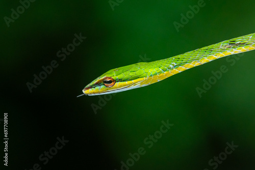 Close up of malayan vine snake ahaetulla mycterizans with natural bokeh background  photo