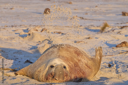Male Southern Elephant Seal (Mirounga leonina) lying on a sandy beach on Sea Lion Island in the Falkland Islands.